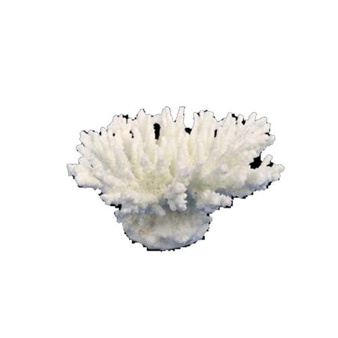 Weco Products South Pacific Coral Tabletop Ornament White, 1 Each/XXS by Weco